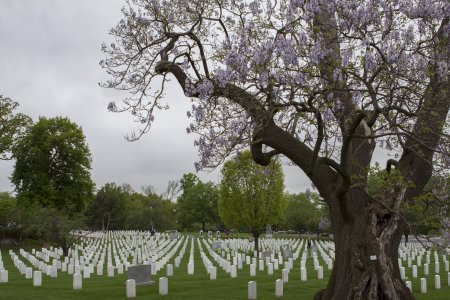 De bomen staan mooi in bloei in Washington